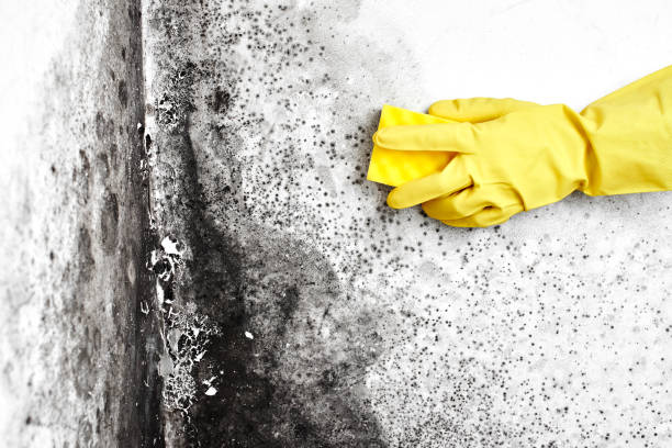 Best Mold Cleaning Services  in Magnet Cove, AR