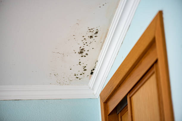 Best Residential Mold Removal  in Magnet Cove, AR
