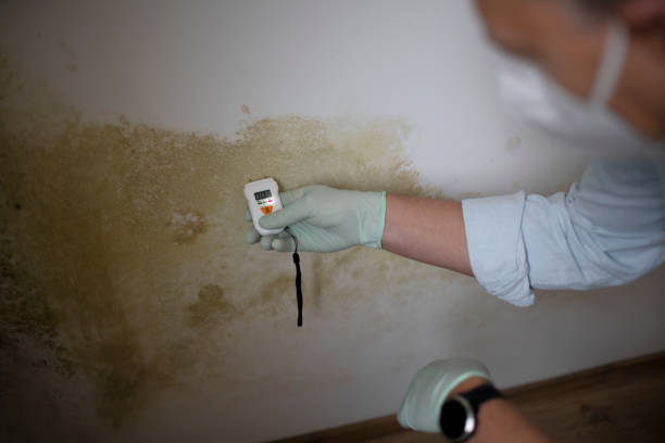 Best Mold Damage Repair  in Magnet Cove, AR