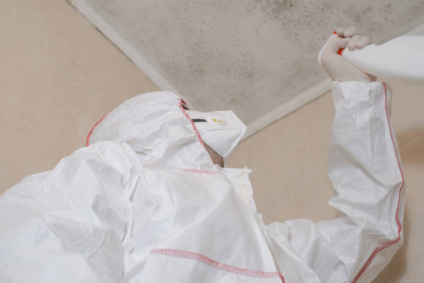 Best Best Mold Removal Companies  in Magnet Cove, AR