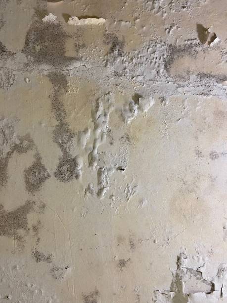 Best Local Mold Removal Service  in Magnet Cove, AR