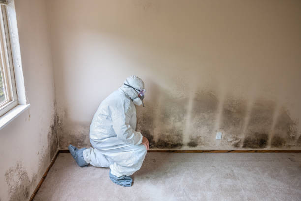 Best Black Mold Removal  in Magnet Cove, AR